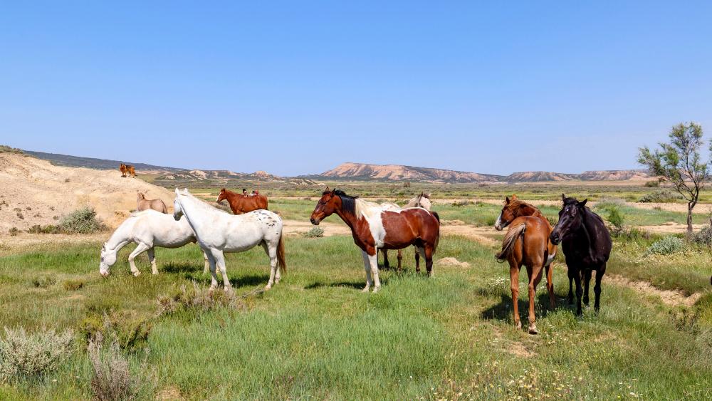 caballos en Bardenas